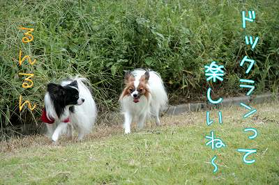 ドックランって、楽しいね~