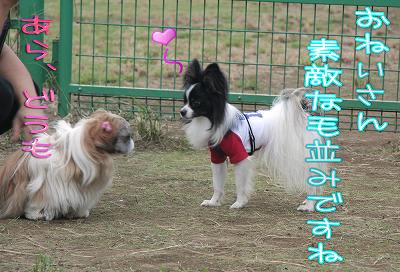 おねぃさん、素敵な毛並みですね あら、どうも