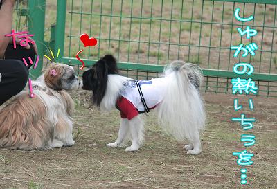 しゅがの熱いちぅを… なッ!