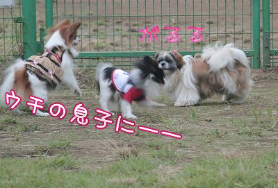 がるる! ウチの息子にーーー!