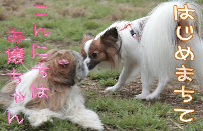 はじめまちて　こんにちは、お嬢ちゃん