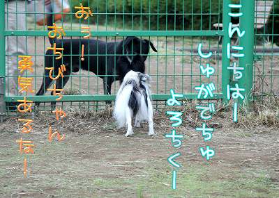 こんにちはー!しゅがでちゅ!よろちくー♪