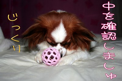 中を確認しましゅ