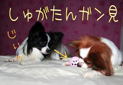 しゅがたん、ガン見!