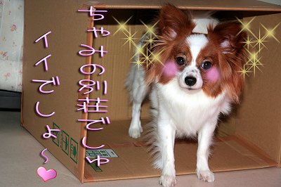 ちゃみのべっそうでしゅ！イイでしょ