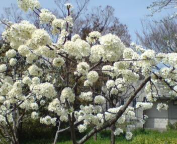 スモモの花.JPG