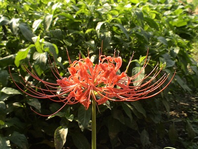彼岸花