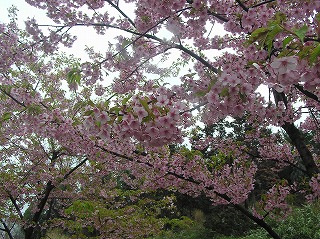 カワズザクラ.jpg