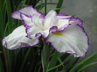 江戸　酒中花.jpg