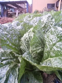 季節の野菜