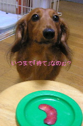 余所に行ったヨ犬１.jpg