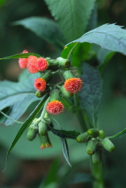 べにばな襤褸菊.jpg