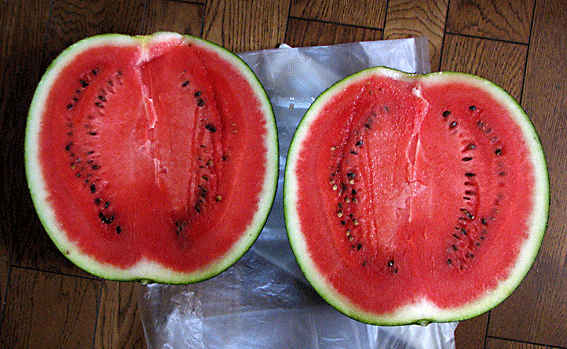 IMG_0010.gif