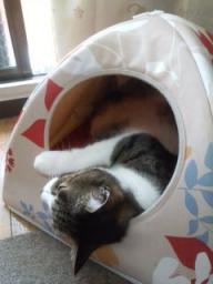 ハウスでだらだら