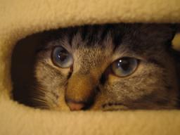 のぞきまめたろう