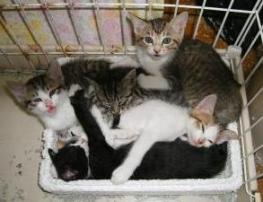 rururuさんちの子猫ちゃん