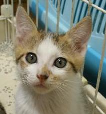 rururuさんちの子猫ちゃん