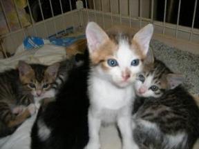 rururuさんちの子猫ちゃん