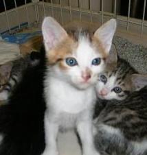 rururuさんちの子猫ちゃん