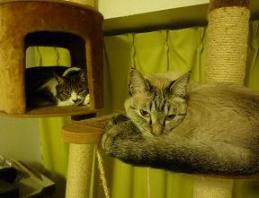 キャットタワー