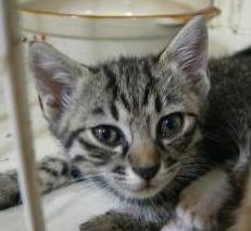 rururuさんちの子猫ちゃん