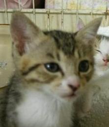 rururuさんちの子猫ちゃん