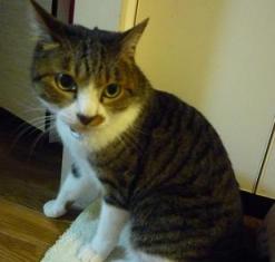 人見知りにゃんた