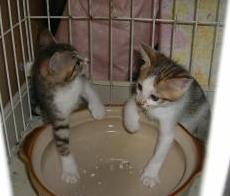 rururuさんちの子猫ちゃん