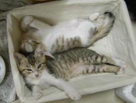 rururuさんちの子猫ちゃん