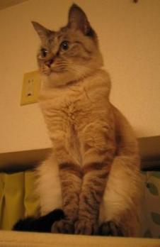 高いところ好き