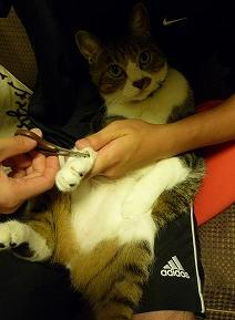 にゃんたの爪切り