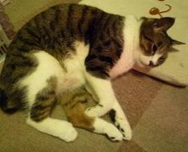 ヒーター大好き