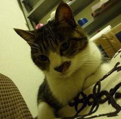 悩めるにゃんた