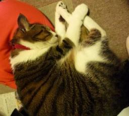 クッションの使い方