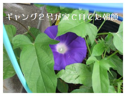 ギャングの朝顔