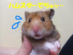 むささび？ももんが？.JPG