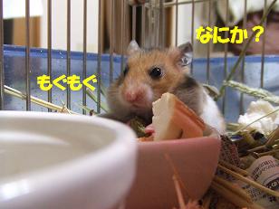 お食事中あずき.JPG