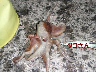 タコさん.JPG
