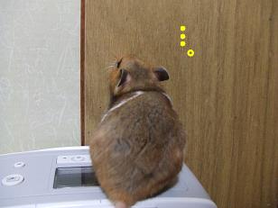 こまち….JPG