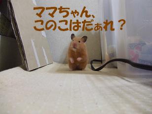 こつぶのギモン.JPG