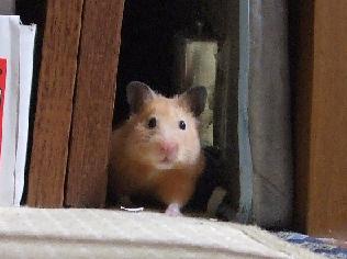 こつぶも興味津々。.JPG