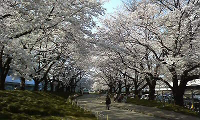 桐生市役所の桜並木