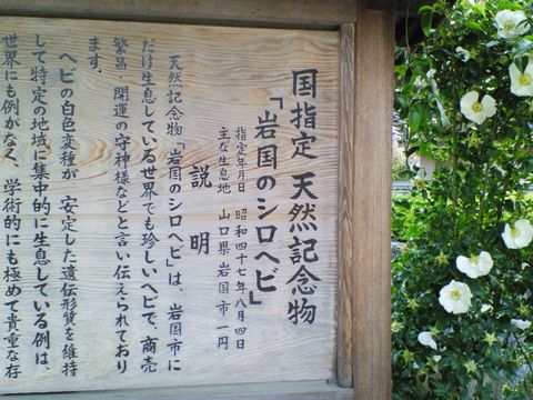 岩国のシロヘビ3