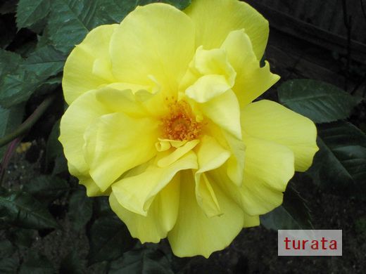 20100505　黄色いﾊﾞﾗ