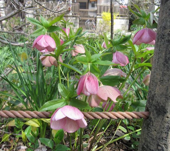 20100330 哲学の道 クリスマスローズ