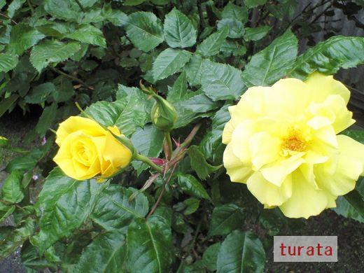 20100505　黄色いﾊﾞﾗ2