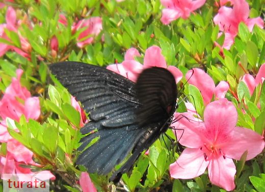 ツツジとクロアゲハ蝶