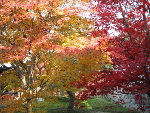 20111130 東福寺３