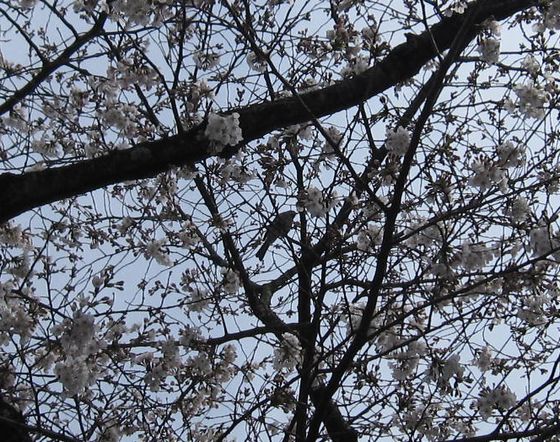 20100330 桜をついばむ野鳥