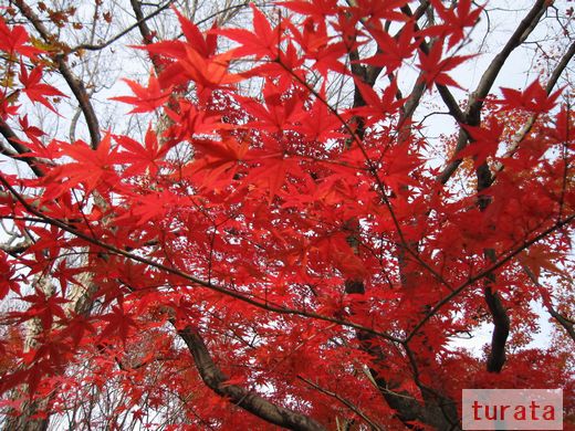 東福寺 もみじ7